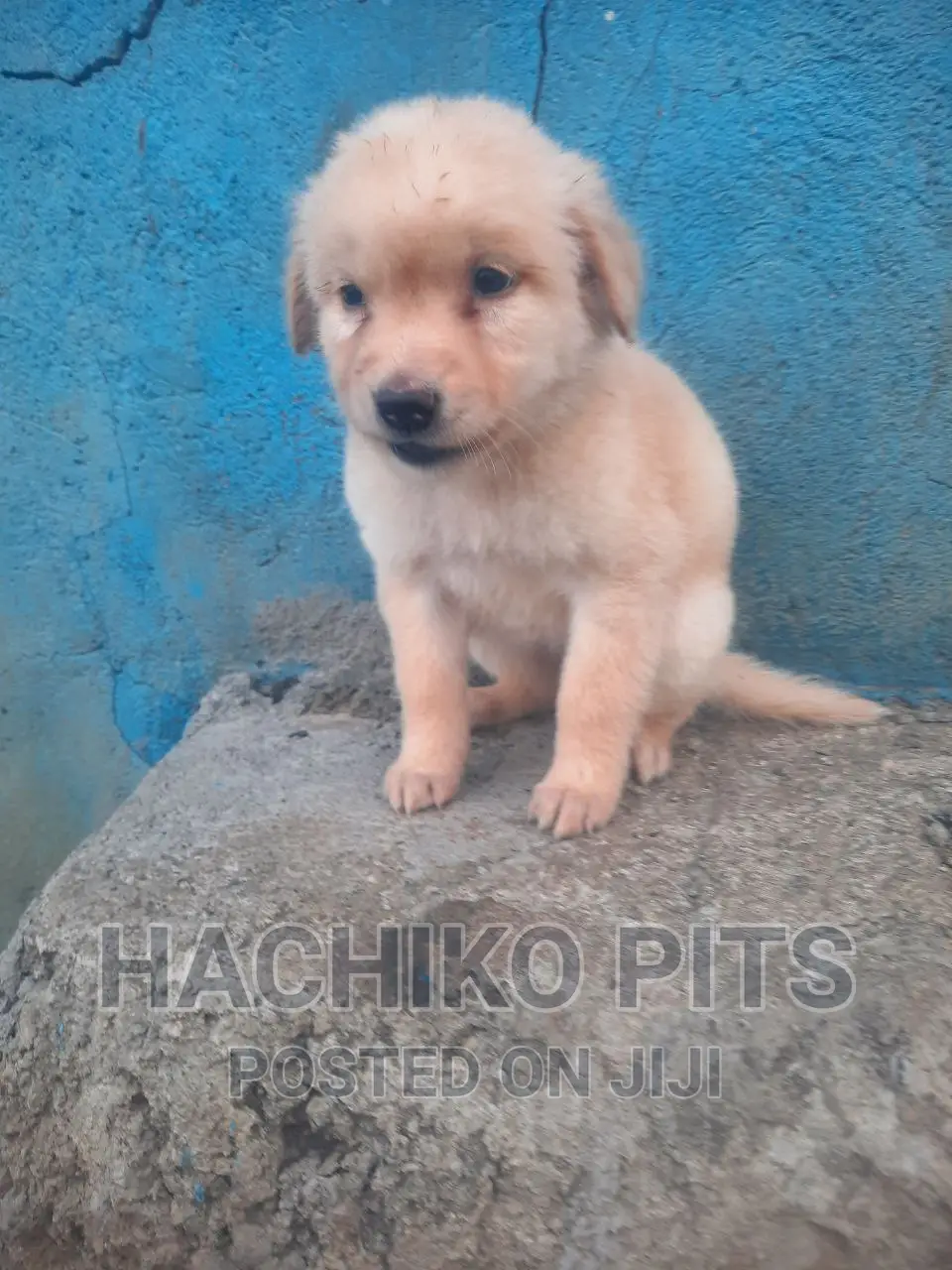 1-3 months Male Mixed Breed Maltese
