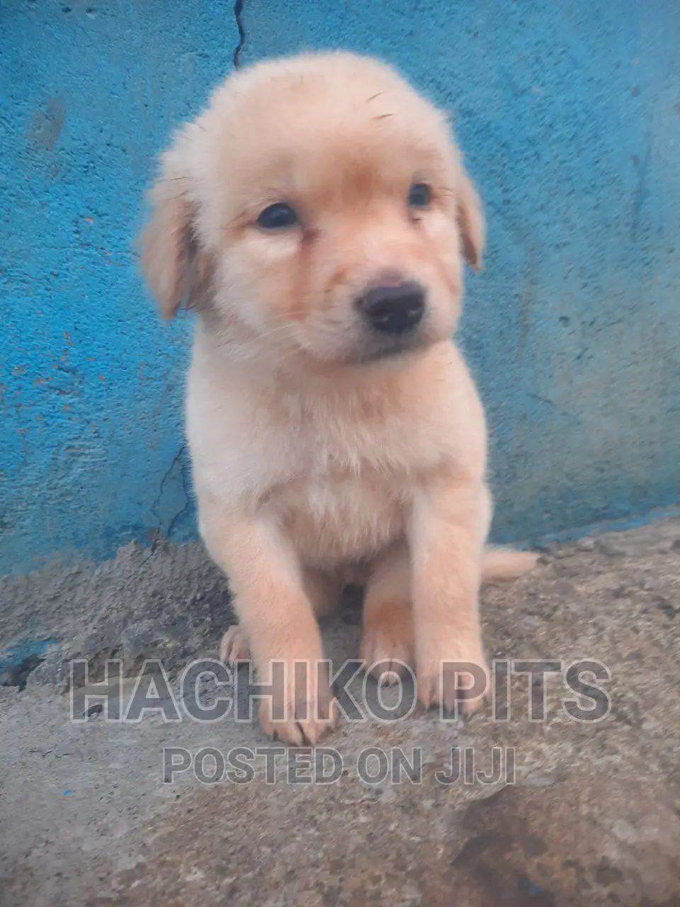 1-3 months Male Mixed Breed Maltese