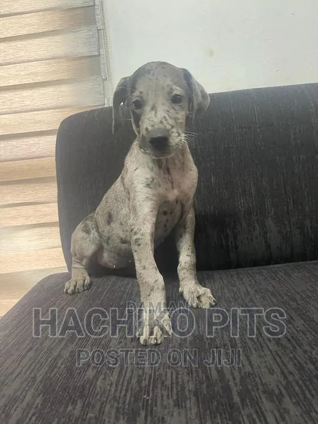1-3 months Male Purebred Great Dane