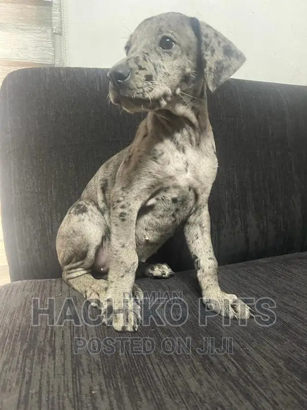 1-3 months Male Purebred Great Dane