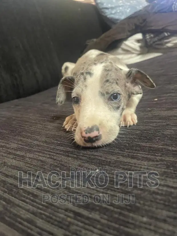 1-3 months Male Purebred Great Dane