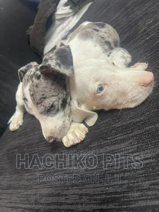 1-3 months Male Purebred Great Dane