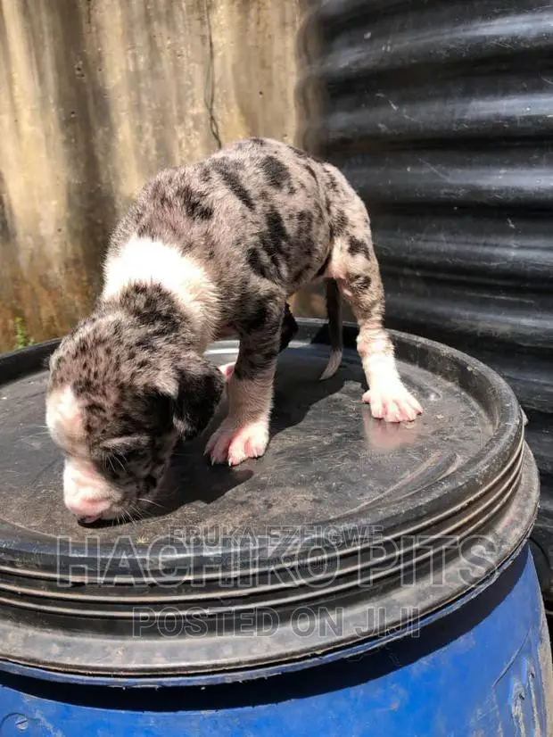 1-3 months Male Purebred Great Dane