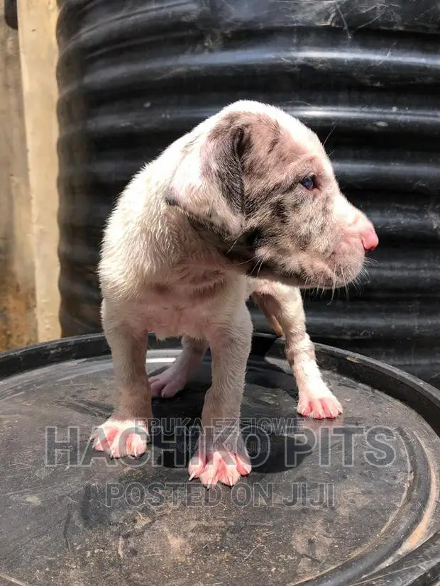 1-3 months Male Purebred Great Dane
