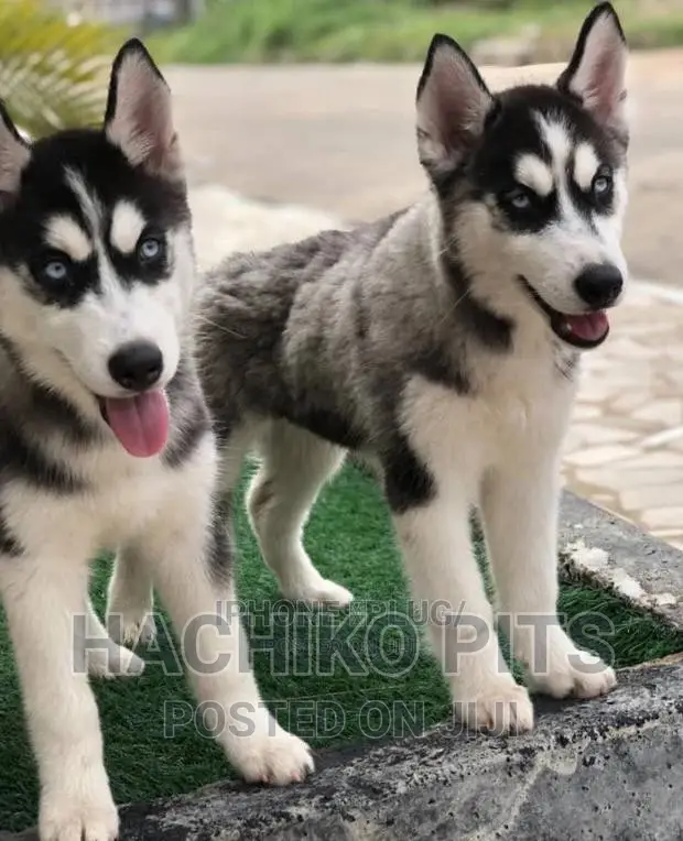 1-3 months Male Purebred Siberian Husky