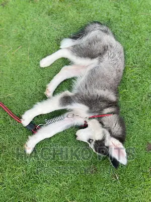 1-3 months Male Purebred Siberian Husky