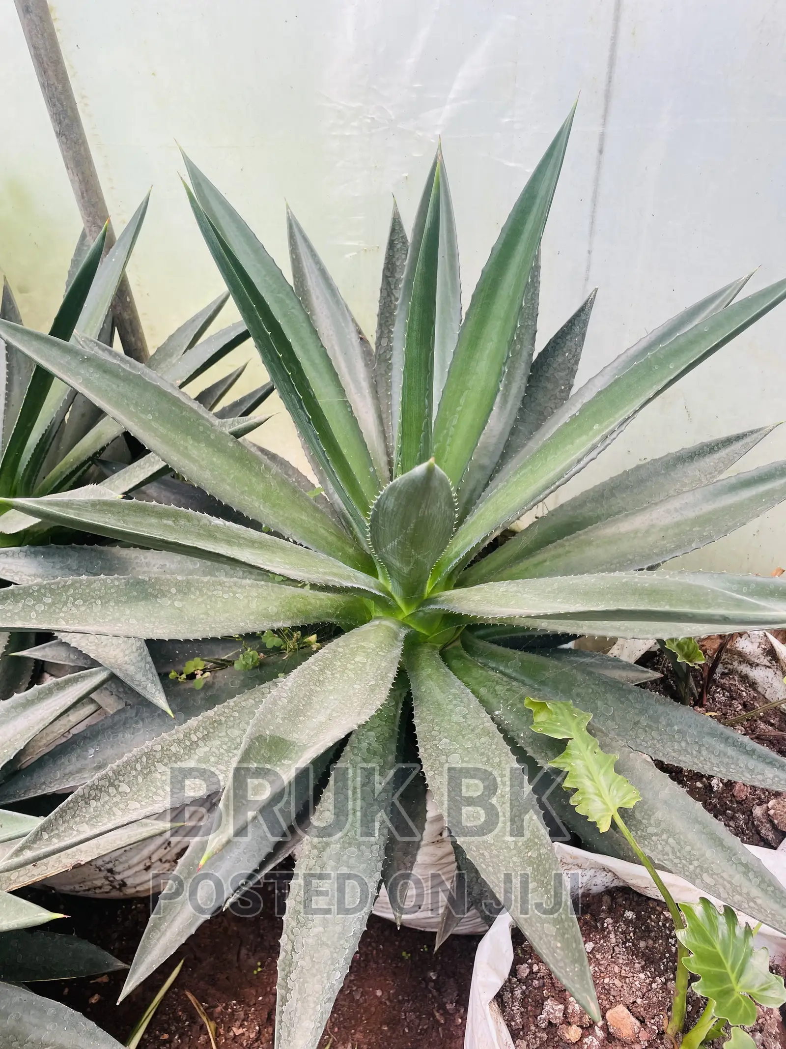 Beautiful Plant Agam