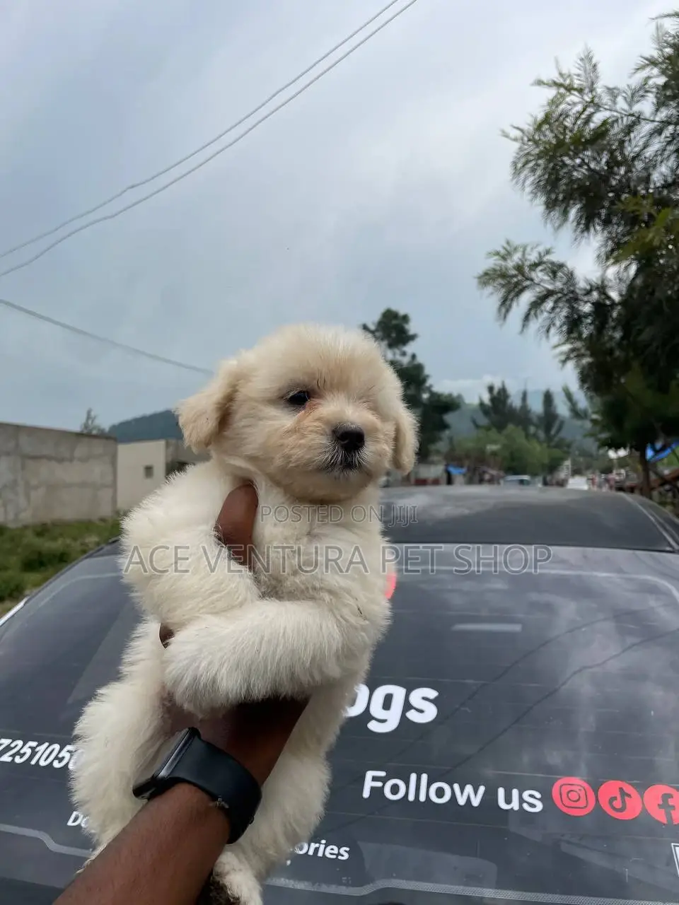 1-3 months Male Purebred Maltese