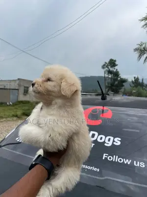 1-3 months Male Purebred Maltese