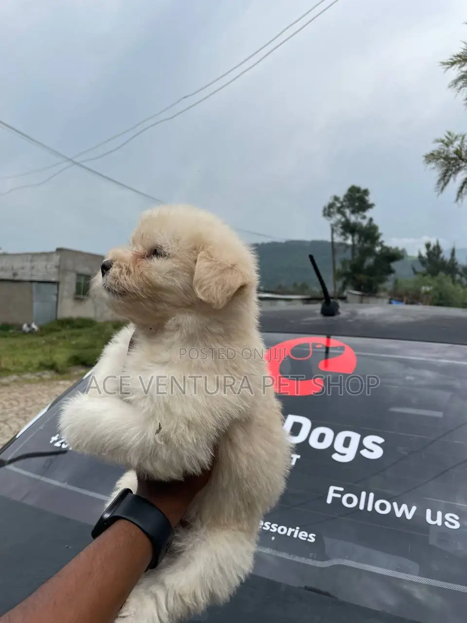 1-3 months Male Purebred Maltese