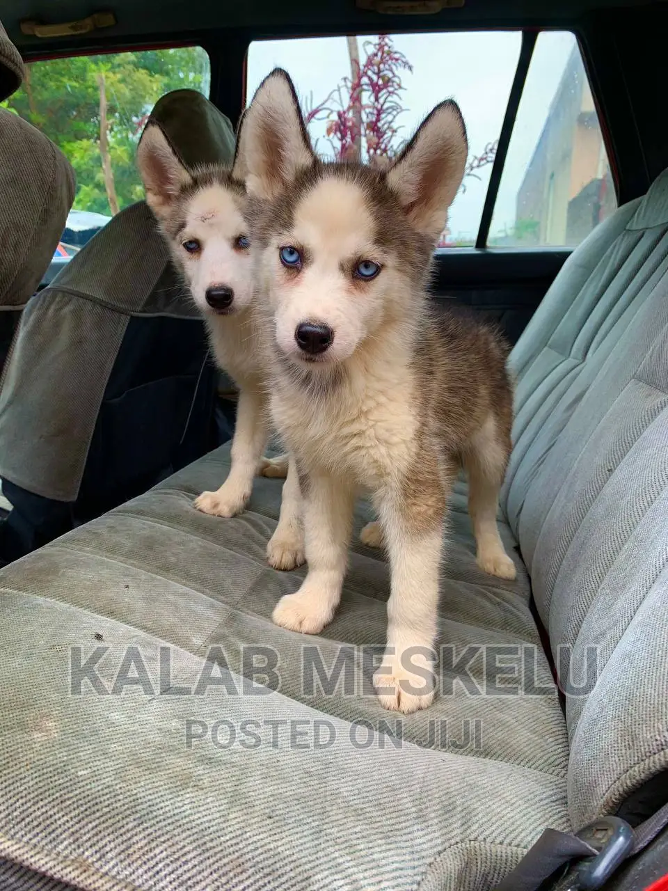 1-3 months Female Purebred Siberian Husky