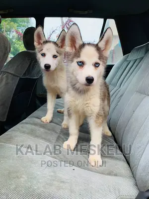 1-3 months Female Purebred Siberian Husky