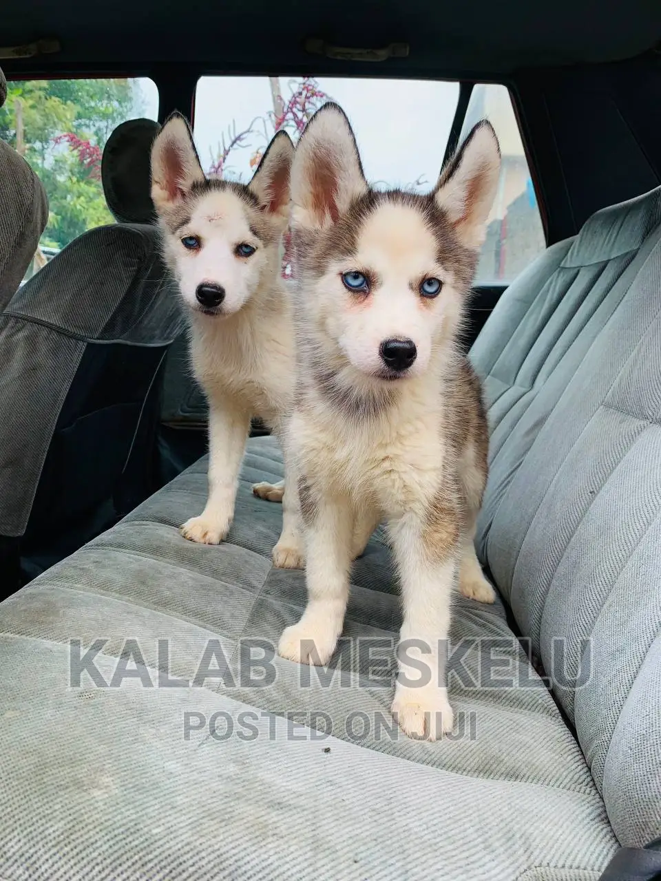 1-3 months Female Purebred Siberian Husky