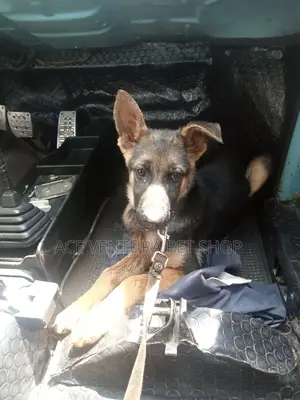 Photo - 1-3 months Male Purebred German Shepherd