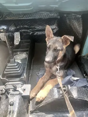 1-3 months Male Purebred German Shepherd