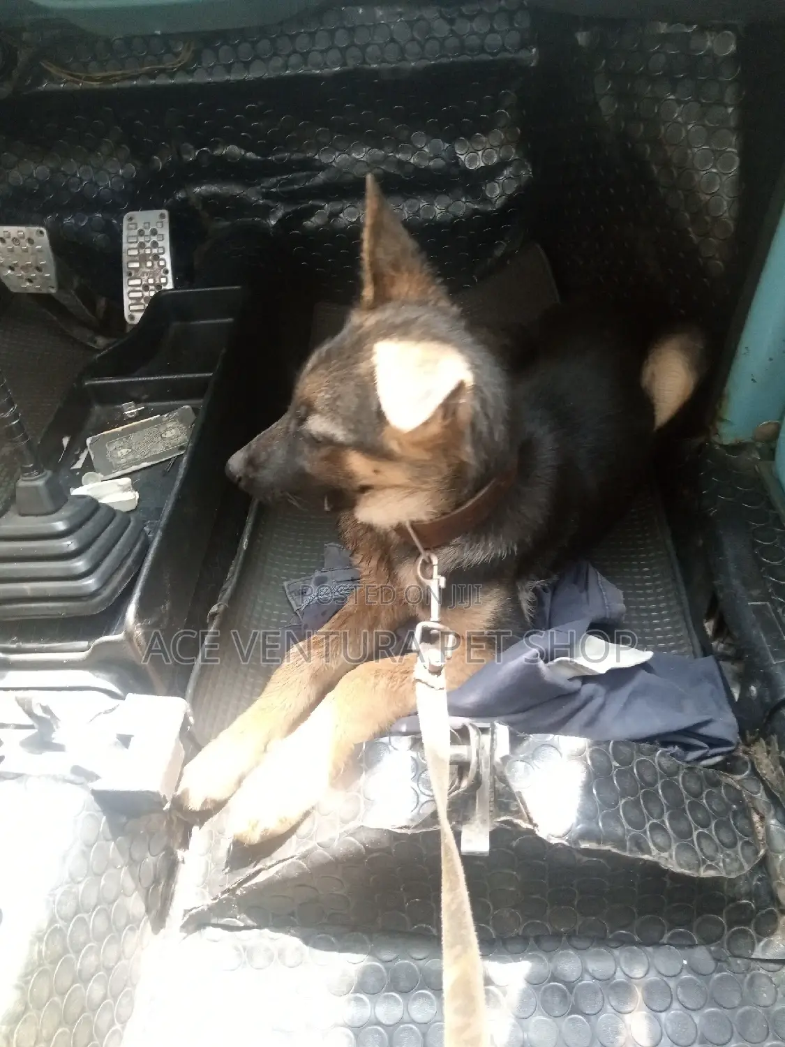 1-3 months Male Purebred German Shepherd