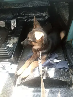 1-3 months Male Purebred German Shepherd