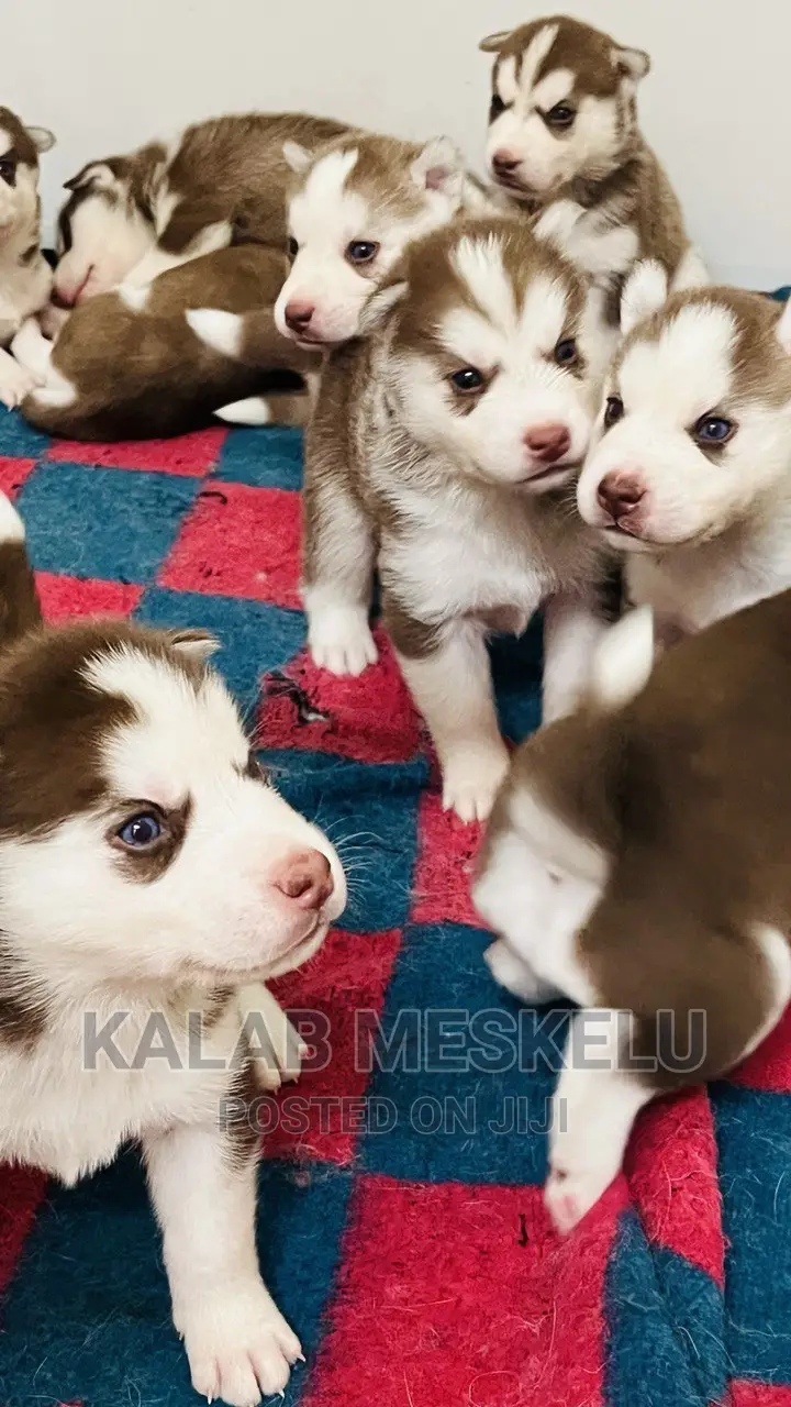 1-3 months Male Purebred Siberian Husky