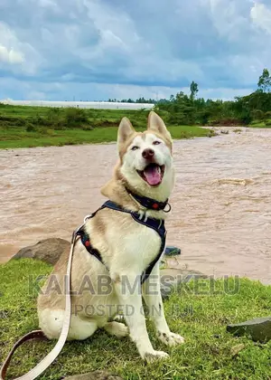 1-3 months Male Purebred Siberian Husky