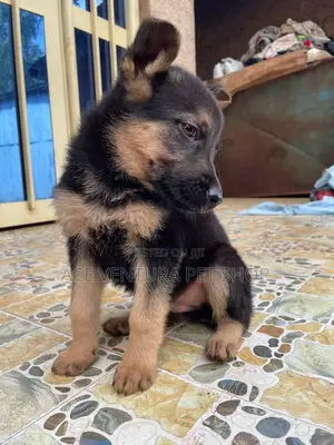 Photo - 1-3 months Male Purebred German Shepherd