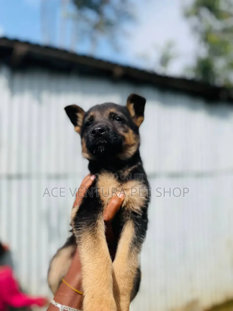 1-3 months Male Purebred German Shepherd