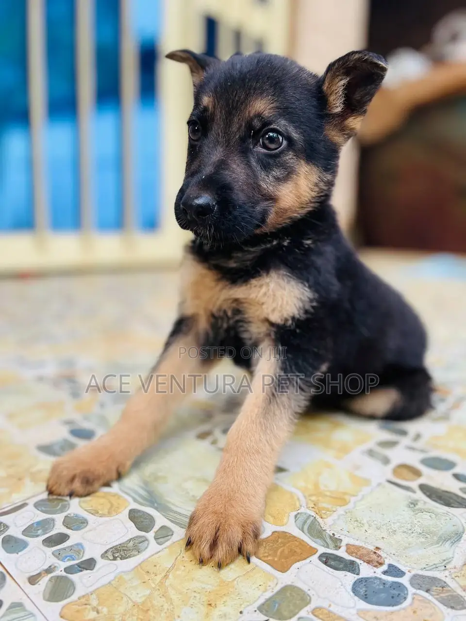 1-3 months Male Purebred German Shepherd