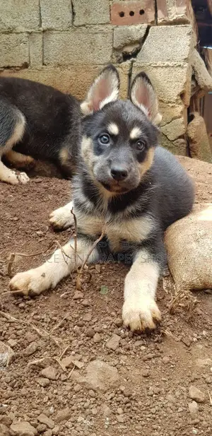1-3 months Male Purebred German Shepherd