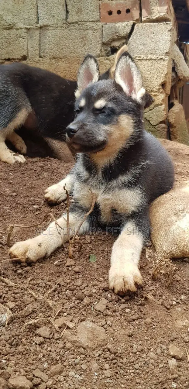 1-3 months Male Purebred German Shepherd