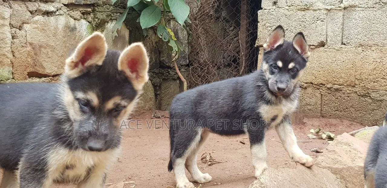 1-3 months Male Purebred German Shepherd
