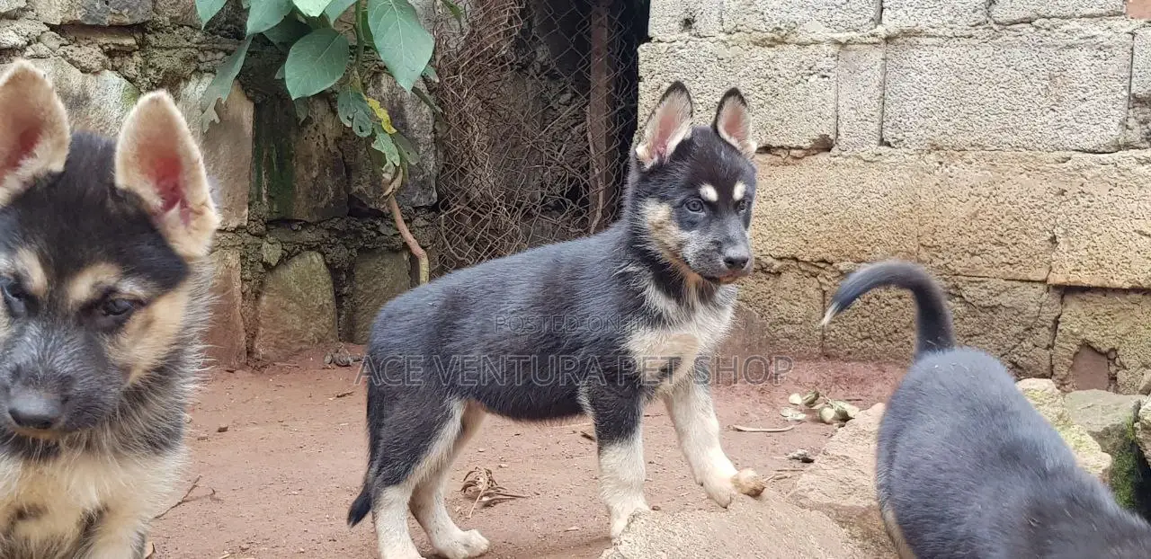 1-3 months Male Purebred German Shepherd
