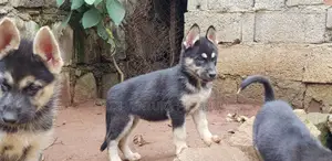 Photo - 1-3 months Male Purebred German Shepherd