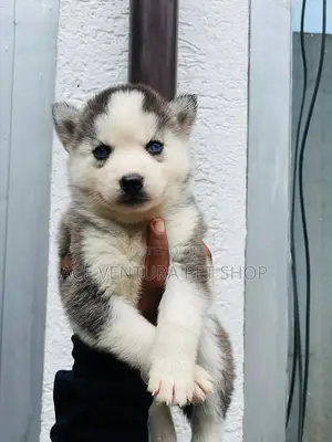 Photo - 1-3 months Male Purebred Siberian Husky