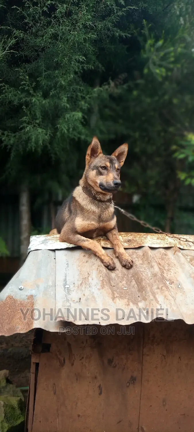 6-12 months Male Mixed Breed German Shepherd