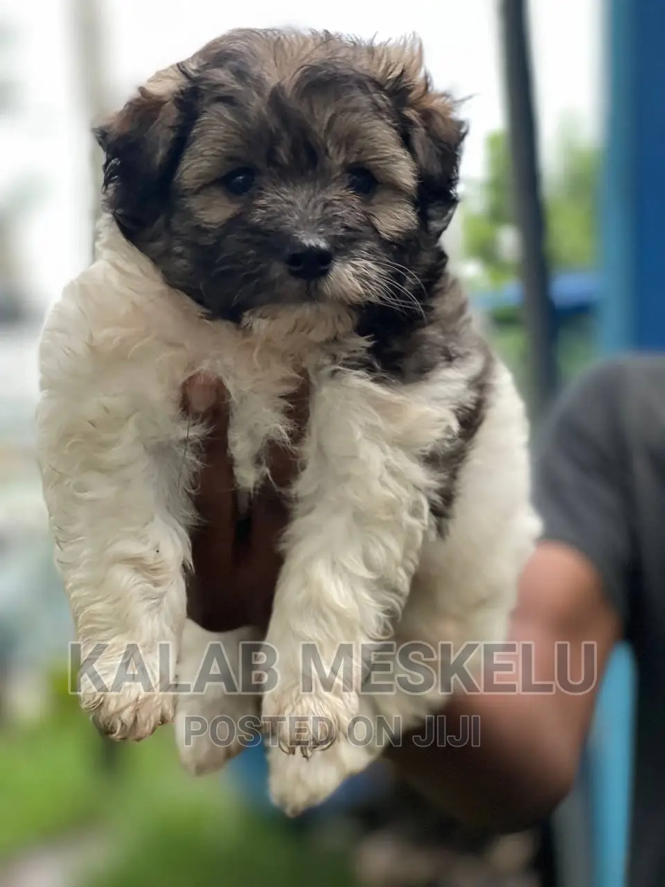 1-3 months Female Purebred Shih Tzu