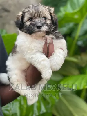 1-3 months Female Purebred Shih Tzu