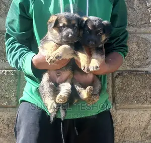 0-1 month Male Purebred German Shepherd