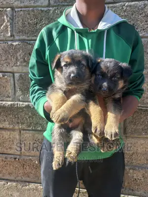 0-1 month Male Purebred German Shepherd