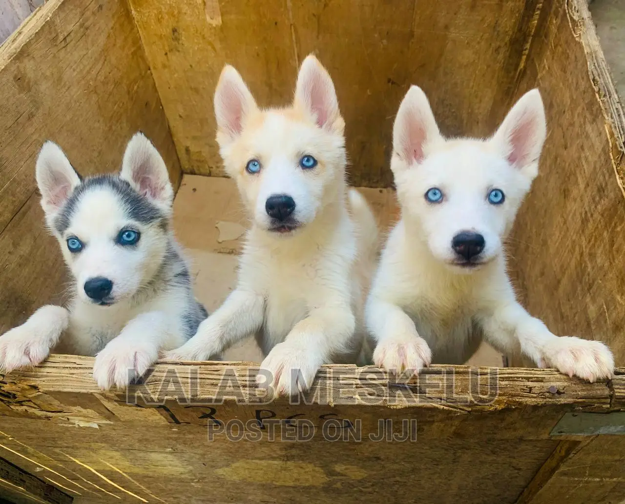 1-3 months Female Purebred Siberian Husky