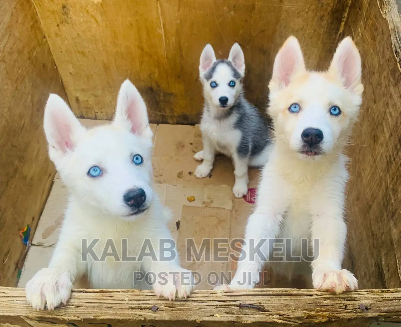 1-3 months Female Purebred Siberian Husky