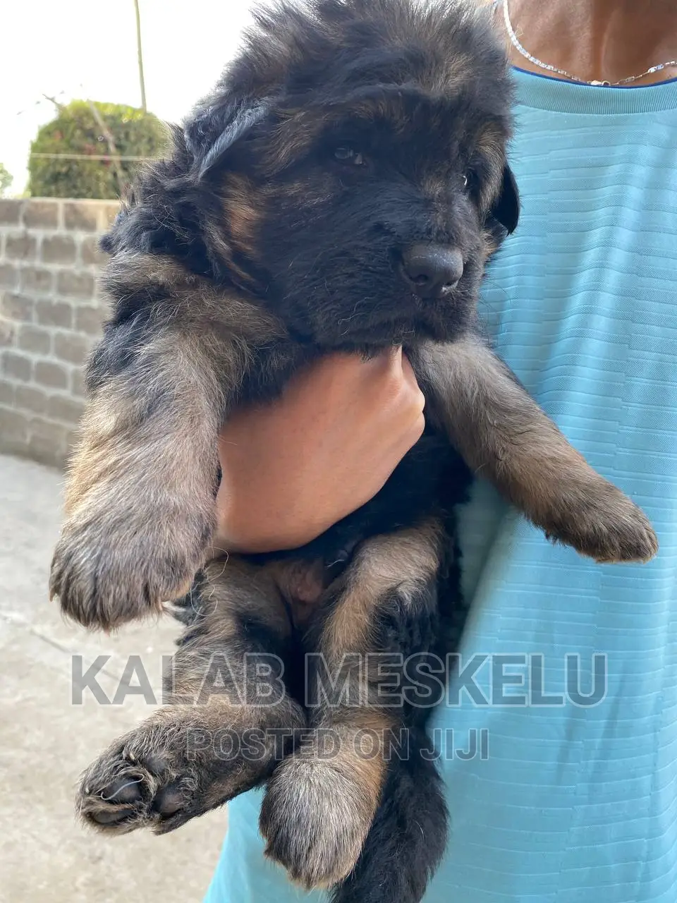 0-1 month Male Purebred German Shepherd