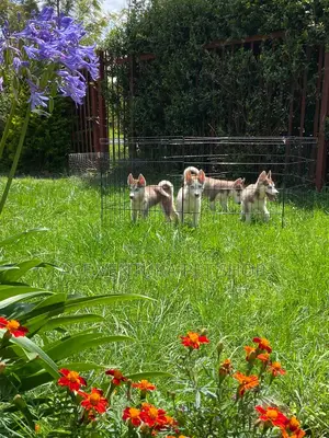 Photo - 1-3 months Male Purebred Siberian Husky
