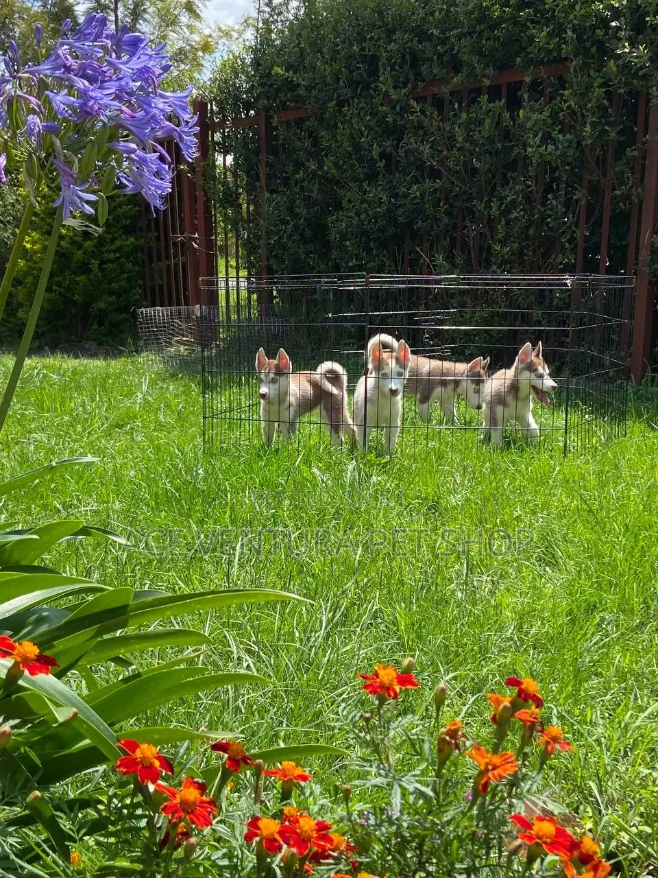 1-3 months Male Purebred Siberian Husky