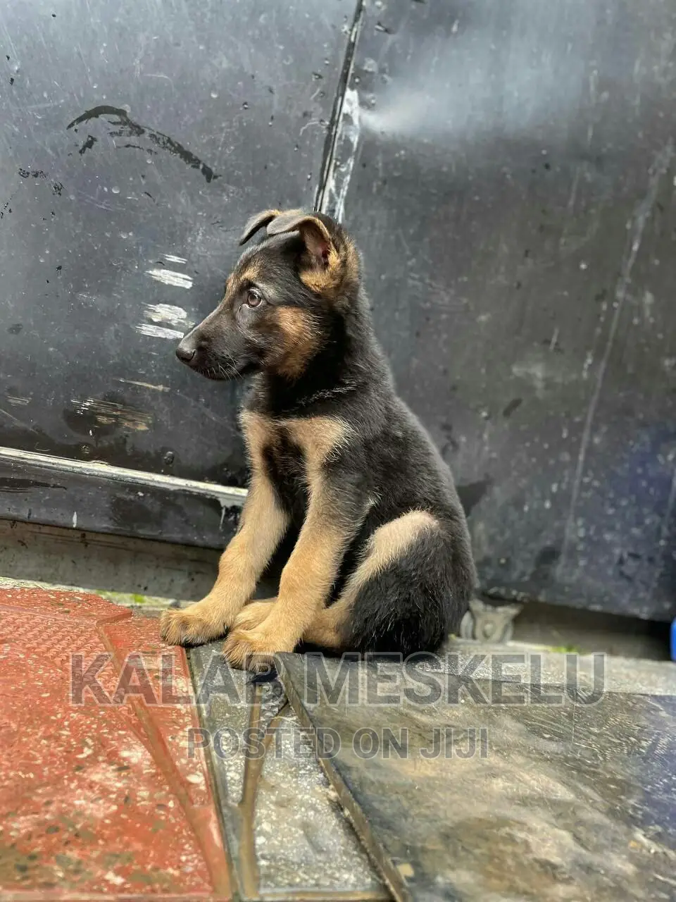 1-3 months Female Purebred German Shepherd