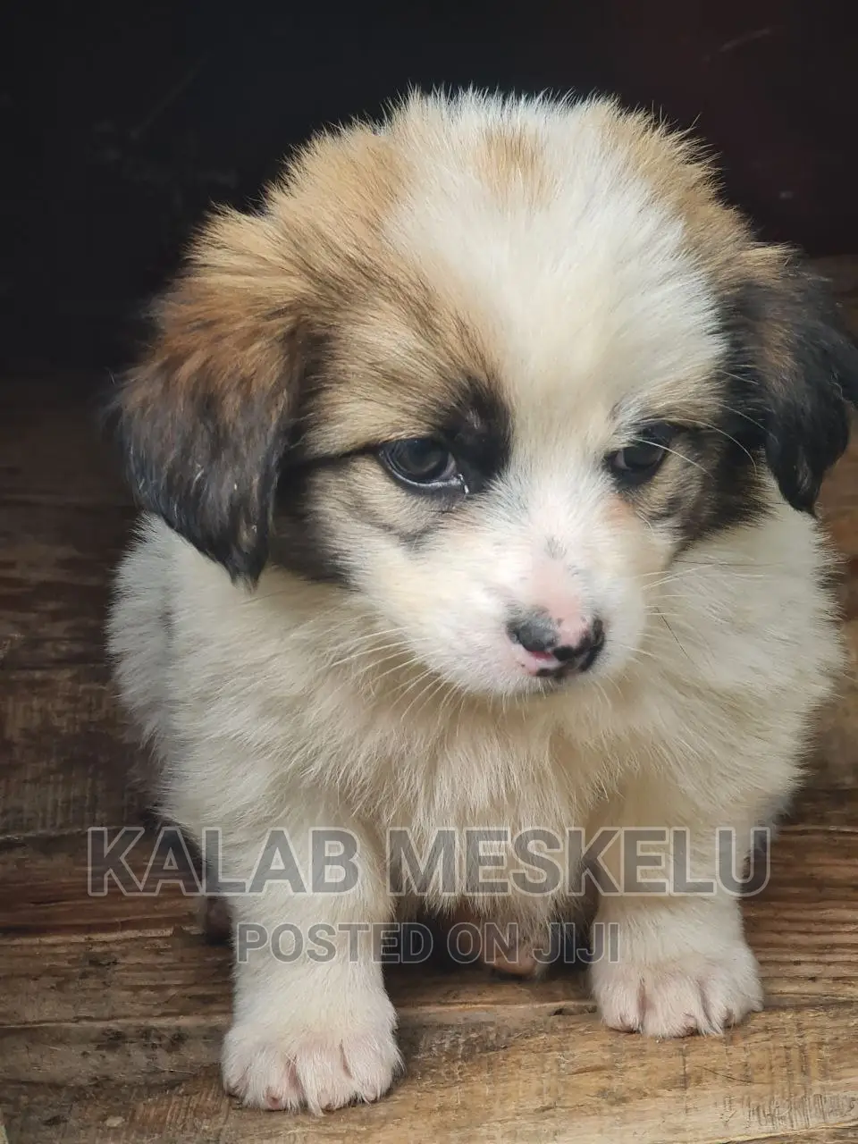 1-3 months Female Purebred Havanese