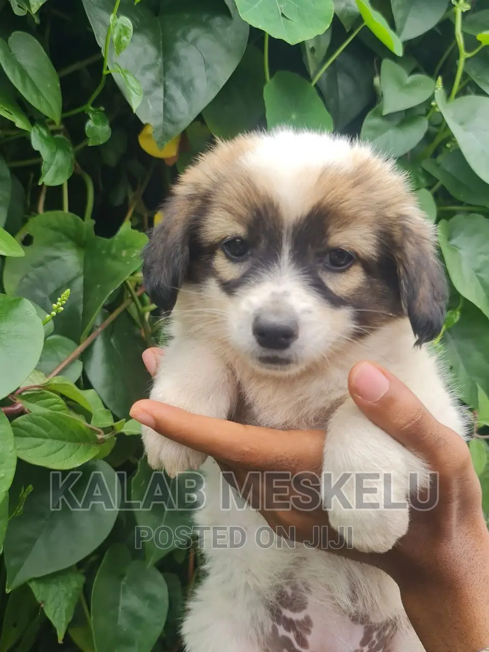 1-3 months Female Purebred Havanese
