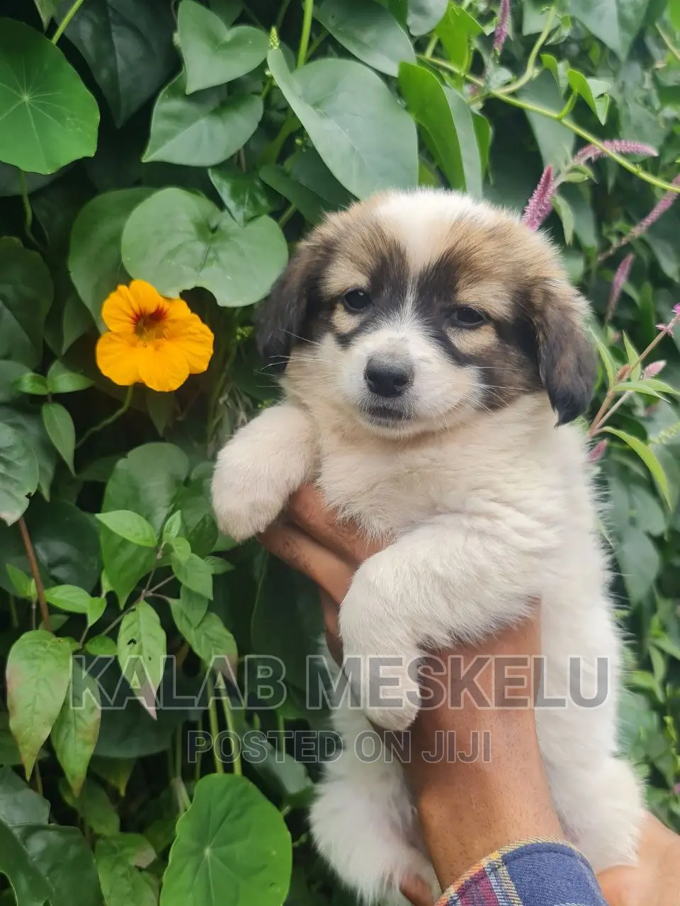 1-3 months Female Purebred Havanese