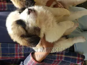 1-3 months Female Purebred Havanese