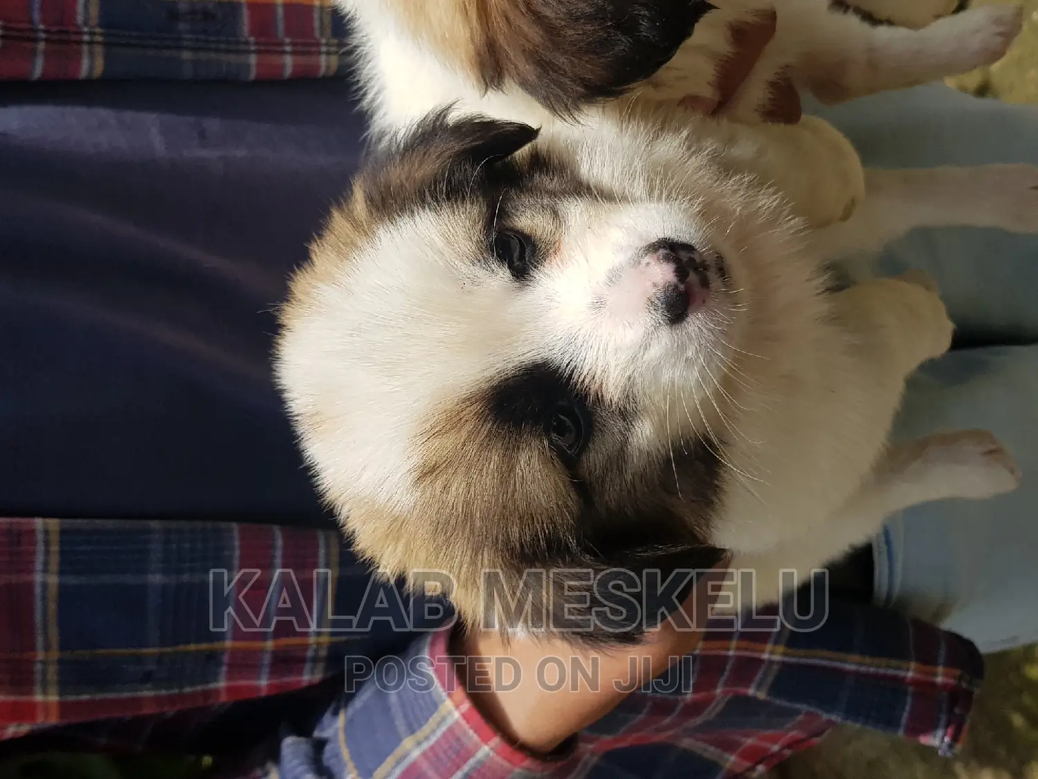 1-3 months Female Purebred Havanese