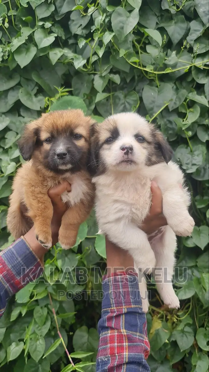 1-3 months Female Purebred Havanese