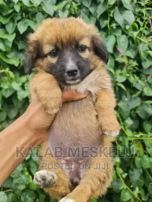 1-3 months Female Purebred Havanese